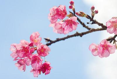 Haïku du mois de mars