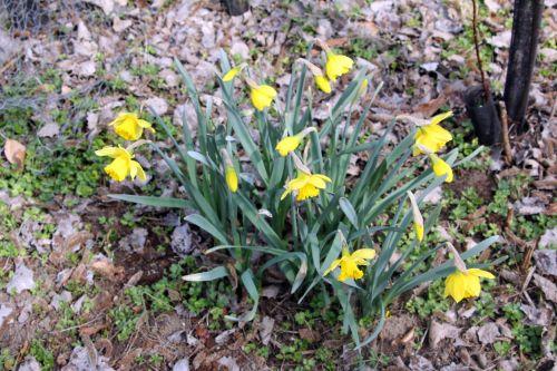 narcisses 22 mars 2012 027.jpg