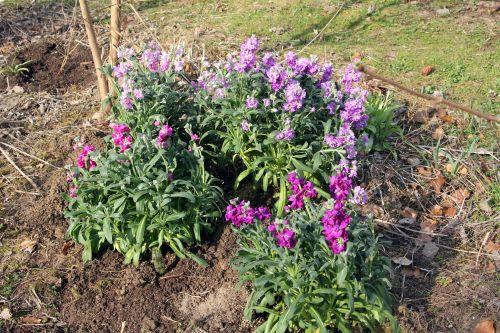 1 giroflées 22 mars 2012 071.jpg