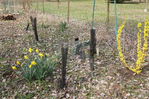 forsythia 22 mars 2012 028.jpg