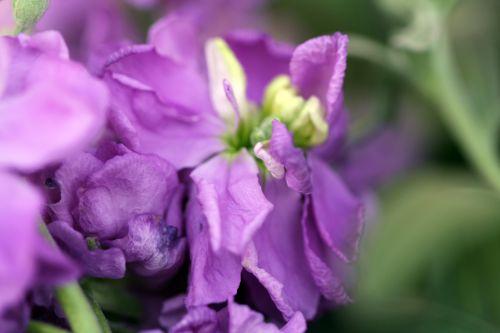 22 mars 2012 068.jpg