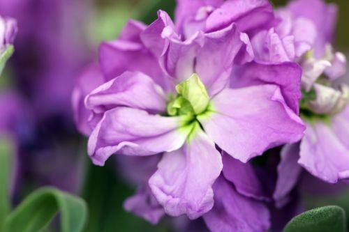 22 mars 2012 067.jpg