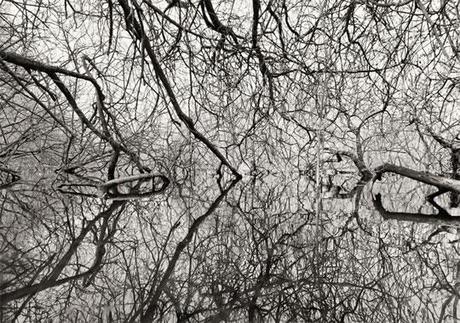 Pierre Faure  « Rhizomes » et « Plis »