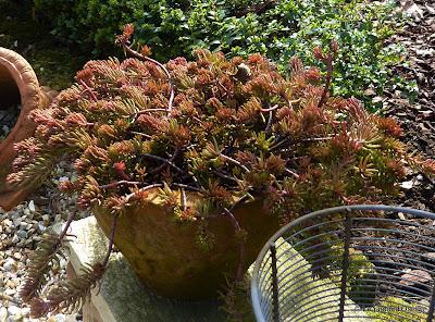 Le Printemps, c'est l'invasion du jardin par la faus...