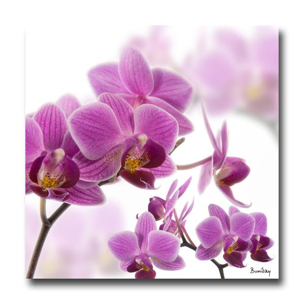 http://www.tableau-deco-design.fr/media/catalog/product/T/a/Tableau-Orchidee-Violette.jpg