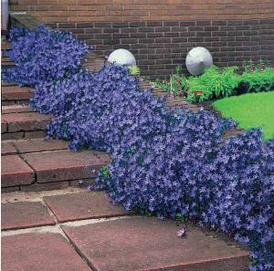 Bouturer la campanule