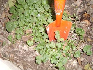 Bouturer la campanule