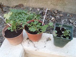 Bouturer la campanule