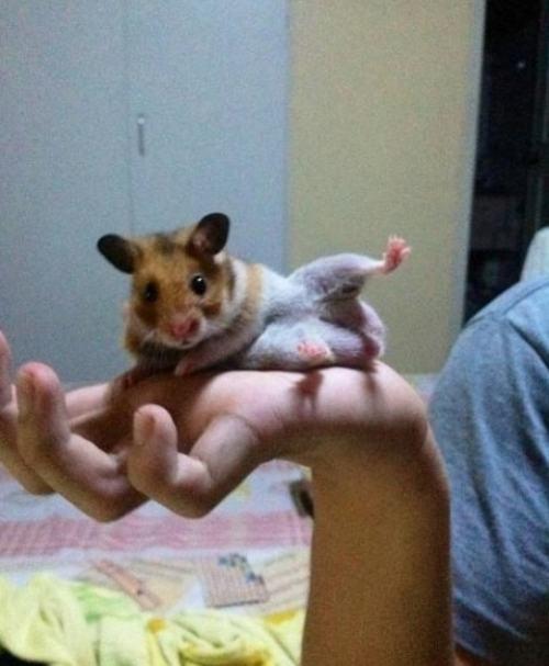 photo humour insolite hamster odalisque