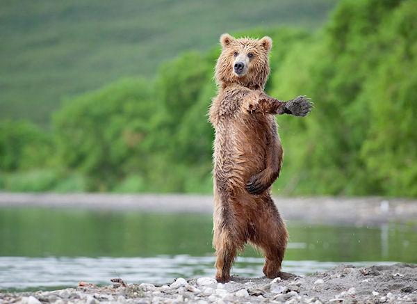 photo humour insolite ours danse pose