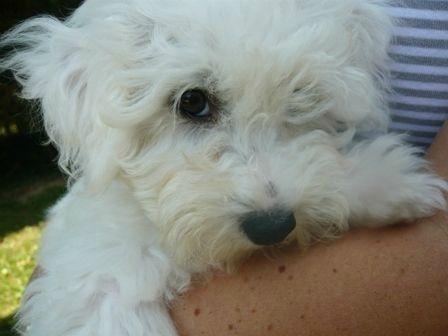 Dans ma cuisine : un peu de moi... (tag) floppy bichon frisé