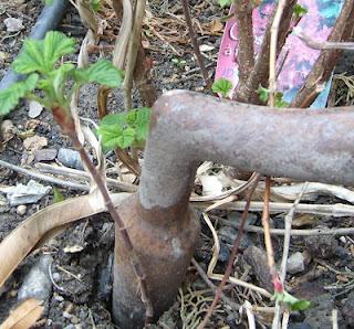 Bouturer le groseillier à fleurs