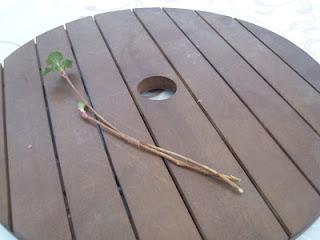 Bouturer le groseillier à fleurs