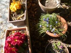 jardin,saisons,société,printemps,plantes