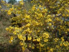 jardin,saisons,société,printemps,plantes