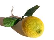 Radiations sors citron, cancers mandarines