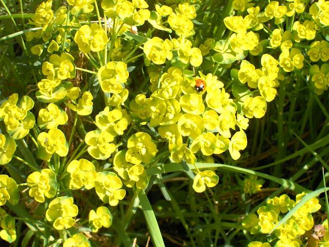 t'as le bonjour d'Albert