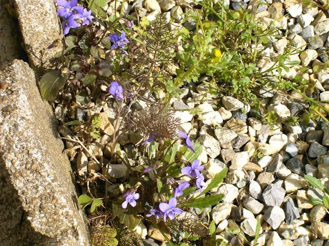 t'as le bonjour d'Albert