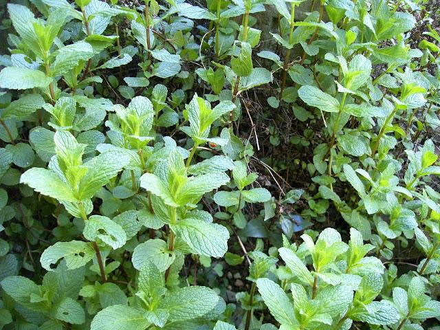 t'as le bonjour d'Albert