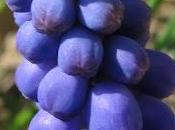 Muscari, Prunellier Violette odorante