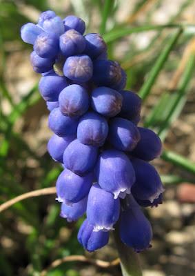 Muscari, Prunellier et Violette odorante
