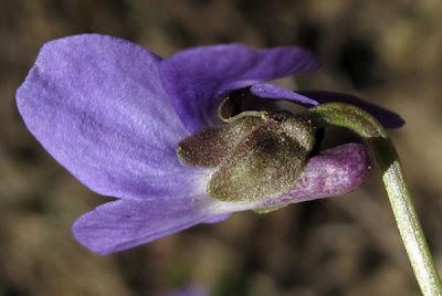 Muscari, Prunellier et Violette odorante