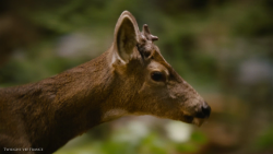 Screencaps HQ du teaser de Breaking Dawn part 2