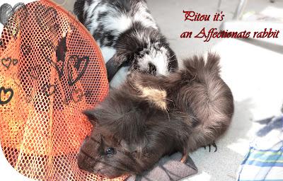 Rillette DUKAN au carré frais & aux sardines