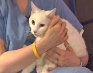 Une chatte survit à une chute de 19 étages