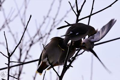 Dispute chez les Jaseurs...