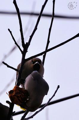 Dispute chez les Jaseurs...