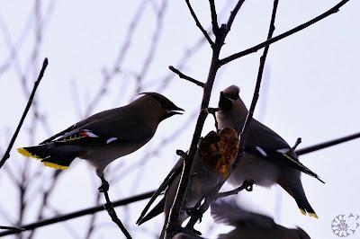Dispute chez les Jaseurs...
