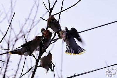 Dispute chez les Jaseurs...