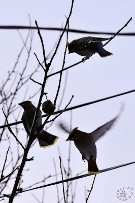 Dispute chez les Jaseurs...