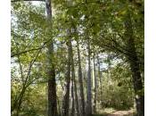 Bourgogne c’est aussi forêt