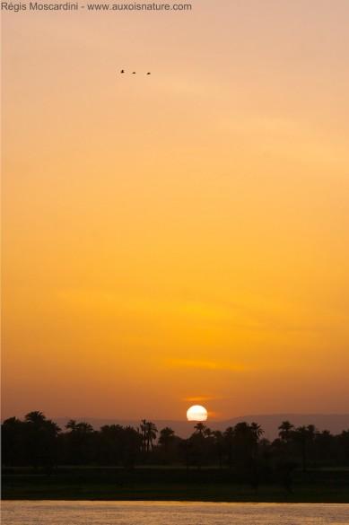 coucher de soleil sur le nil 389x585 5 principes de base à appliquer en photo animalière