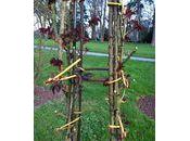 L'Haÿ Roses, début printemps