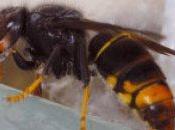 Recette contre frelon asiatique