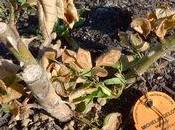 rosiers pour fleurs coupées