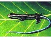 biodiversité, chimère folie