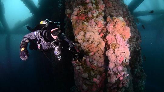 Mola Molas on the Rigs