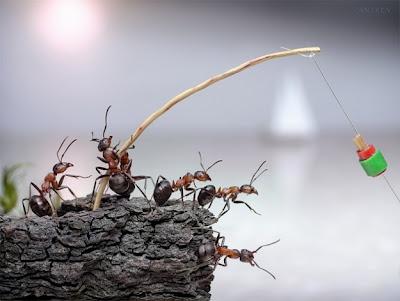 Les fourmis prennent la pose