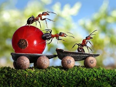 Les fourmis prennent la pose