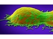 CANCER: Espoir avec nouvel anticorps briseur tumeurs PNAS