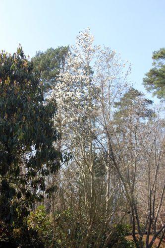 1 magnolia wada's memory gb 25 mars 2012 018.jpg