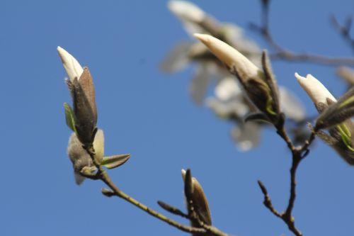 4 magnolia wada's memory gb 25 mars 2012 020.jpg