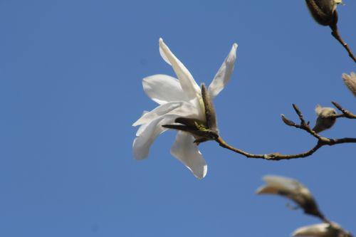 3 magnolia wada's memory gb 25 mars 2012 019.jpg