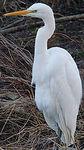 grande_aigrette