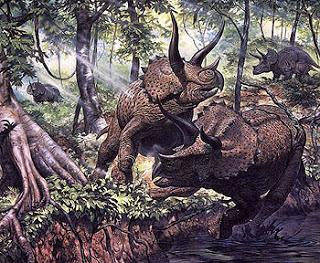 triceratops competition sexuelle dinosaure