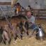 Traite des chèvres à la ferme de Paris